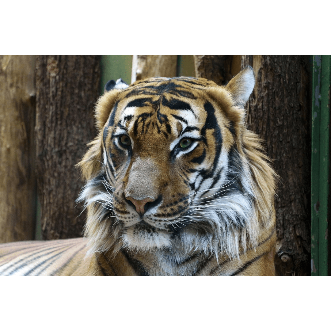 Zoo d'Amnéville